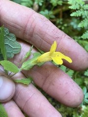 Erythranthe dentata