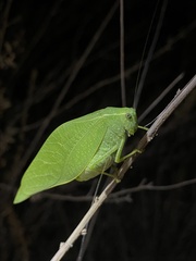 Microcentrum rhombifolium