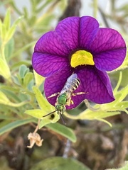 Agapostemon virescens