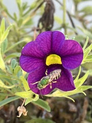 Agapostemon virescens