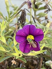 Agapostemon virescens