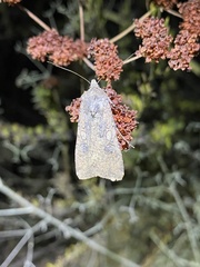 Peridroma saucia