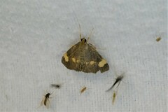 Evergestis unimacula