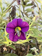 Agapostemon virescens