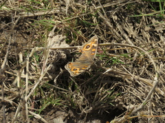 Junonia villida