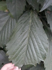 Ulmus glabra