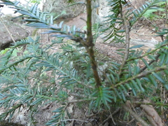Taxus