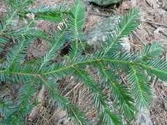 Taxus