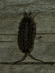 Porcellio spinicornis