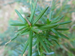 Taxus