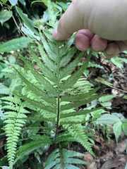 Asplenium wrightii