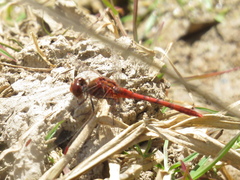 Diplacodes bipunctata