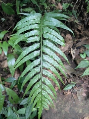 Asplenium wrightii