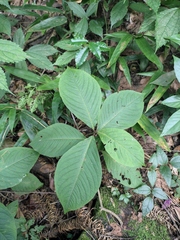 Persicaria filiformis