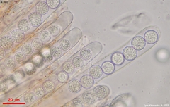 Pulvinula laeterubra