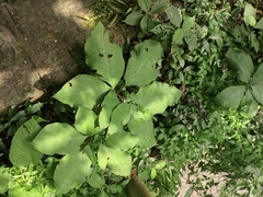 Arisaema bockii