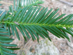 Taxus