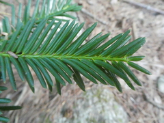 Taxus