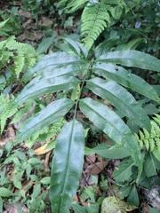 Coniogramme intermedia