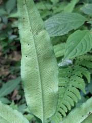 Coniogramme intermedia