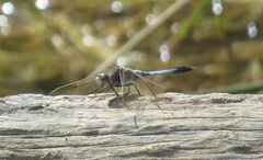 Orthetrum caledonicum