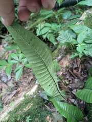 Neocheiropteris ovata