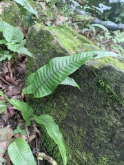 Neocheiropteris ovata