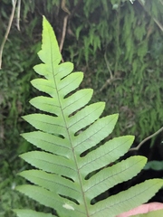 Polypodiodes niponica