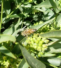 Eristalinus taeniops