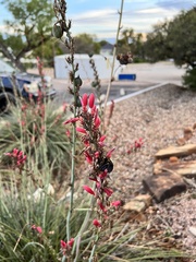 Hesperaloe