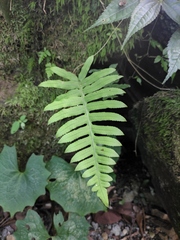 Polypodiodes niponica