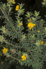 Pultenaea rostrata