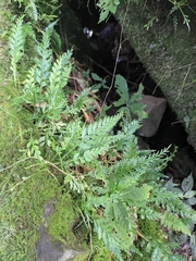 Asplenium prolongatum