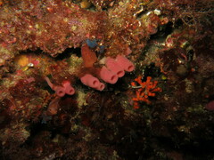 Haliclona mediterranea