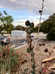 Hesperaloe