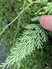 Asplenium prolongatum
