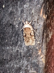 Agonopterix