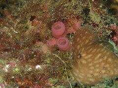 Haliclona mediterranea