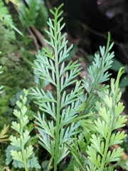 Asplenium prolongatum