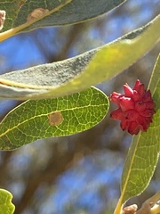 Cynips quercusechinus