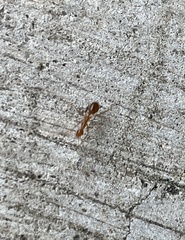 Anoplolepis gracilipes