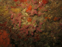 Haliclona mediterranea