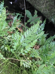 Asplenium prolongatum