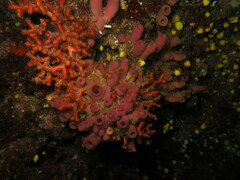 Haliclona mediterranea