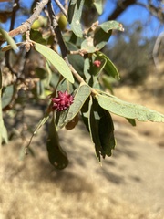 Cynips quercusechinus