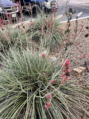 Hesperaloe