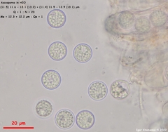 Pulvinula laeterubra