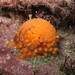 Golf Ball Sponge - Photo (c) Alfonso Siciliano, some rights reserved (CC BY-NC-ND), uploaded by Alfonso Siciliano