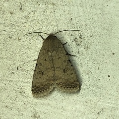 Caradrina clavipalpis