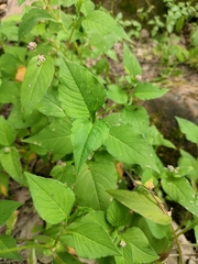 Persicaria nepalensis